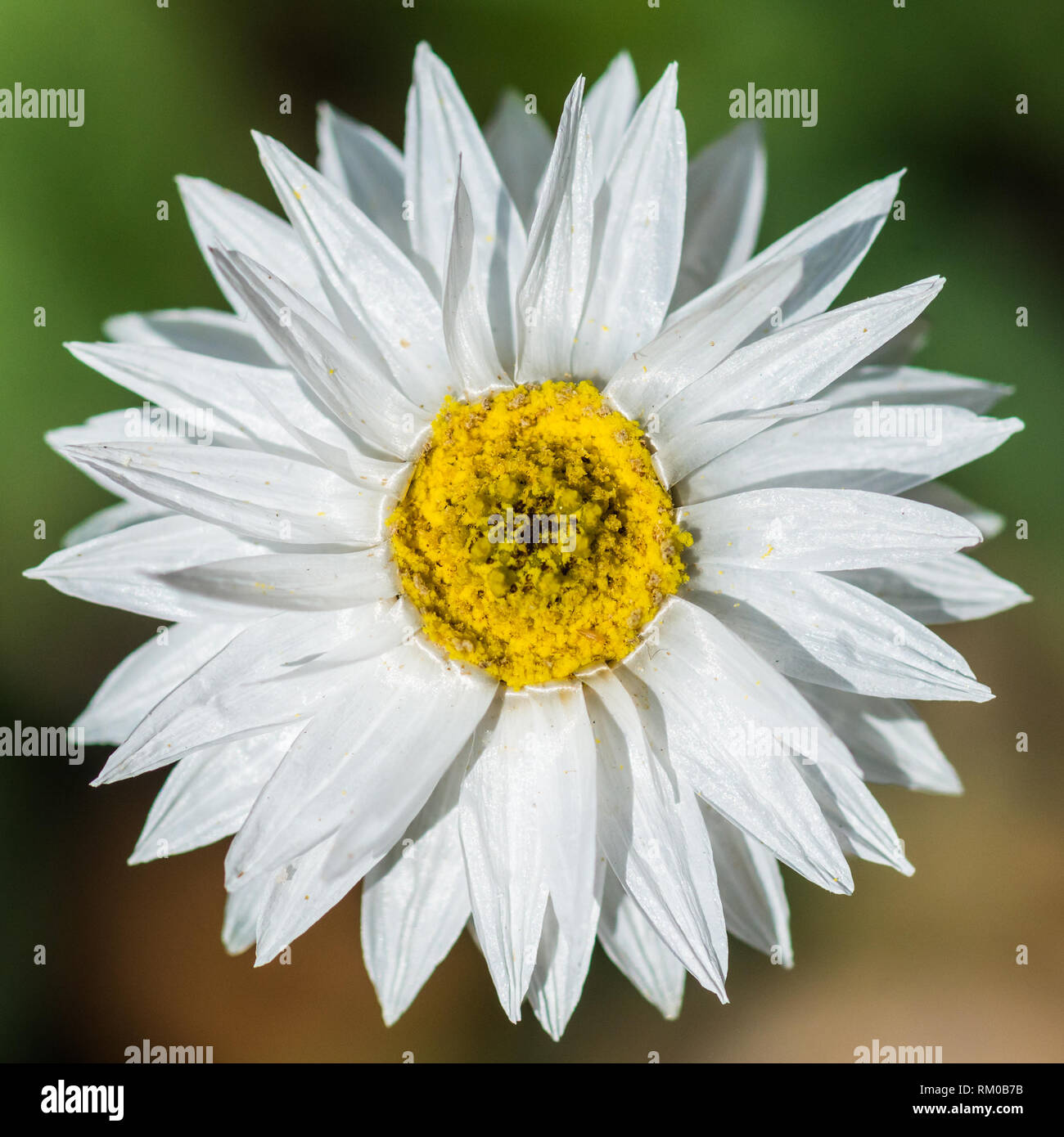 Un plan macro sur une fleur blanche daisy éternelle. Banque D'Images