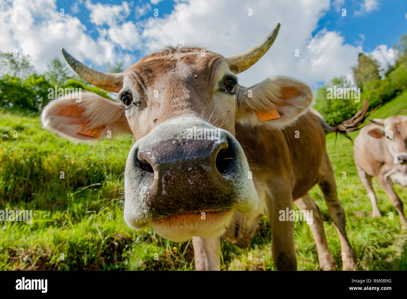 Essayer de monter la vache la vache autres Banque D'Images