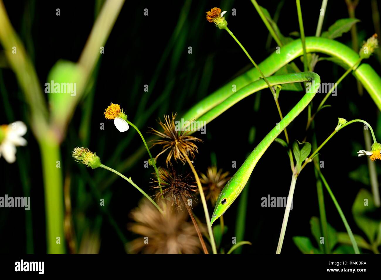 Serpent de vigne verte (Ahaetulla nasuta) entre les plantes près de Sen Monorom, Mondulkiri, au Cambodge. Banque D'Images