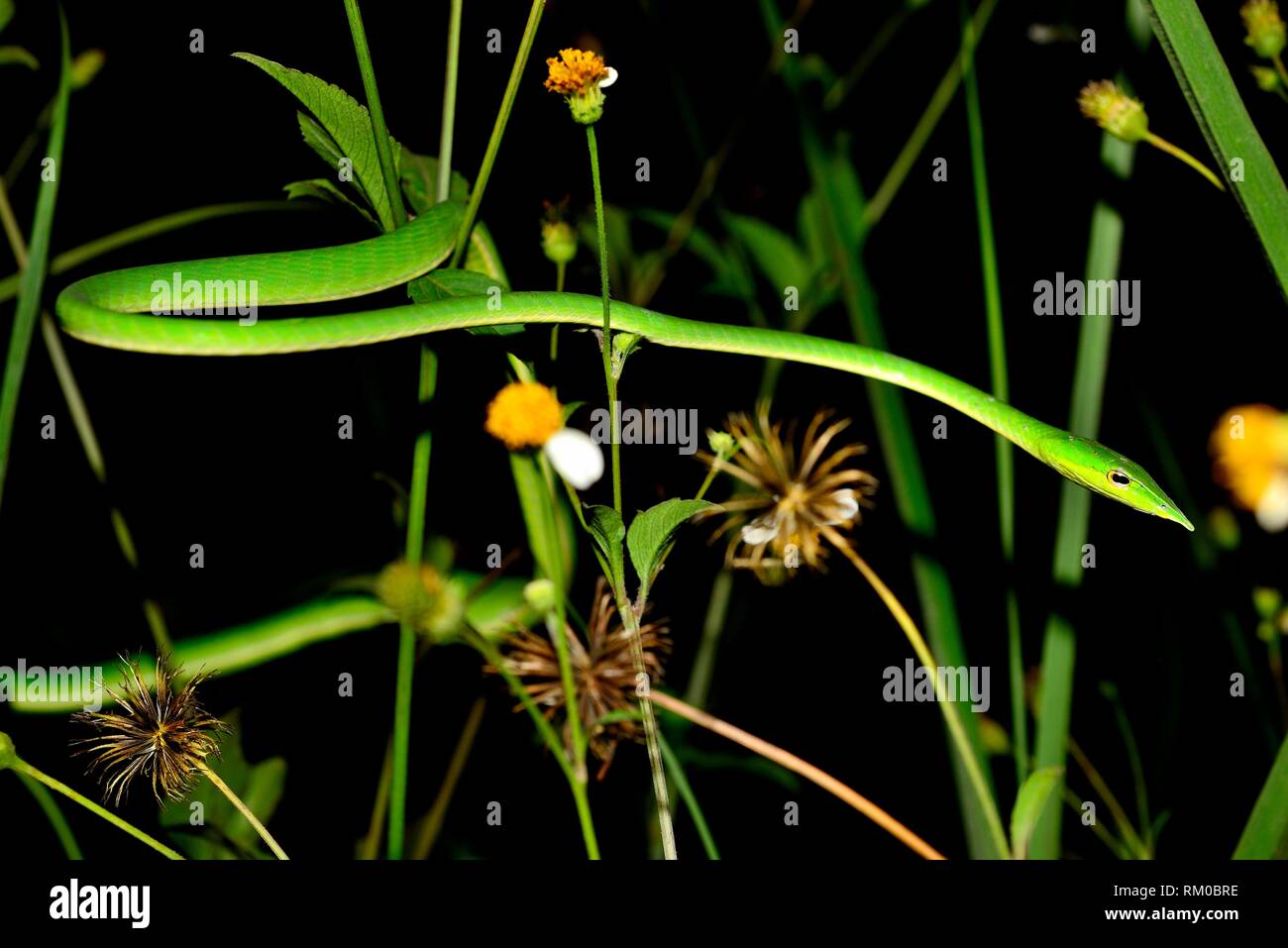 Serpent de vigne verte (Ahaetulla nasuta) entre les plantes près de Sen Monorom, Mondulkiri, au Cambodge. Banque D'Images