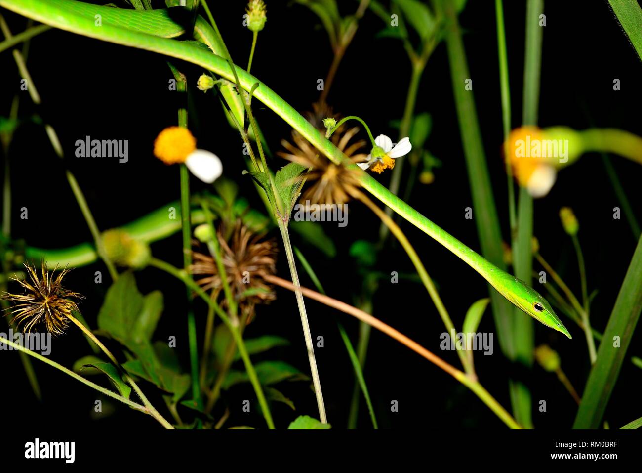 Serpent de vigne verte (Ahaetulla nasuta) entre les plantes près de Sen Monorom, Mondulkiri, Cambodge Banque D'Images