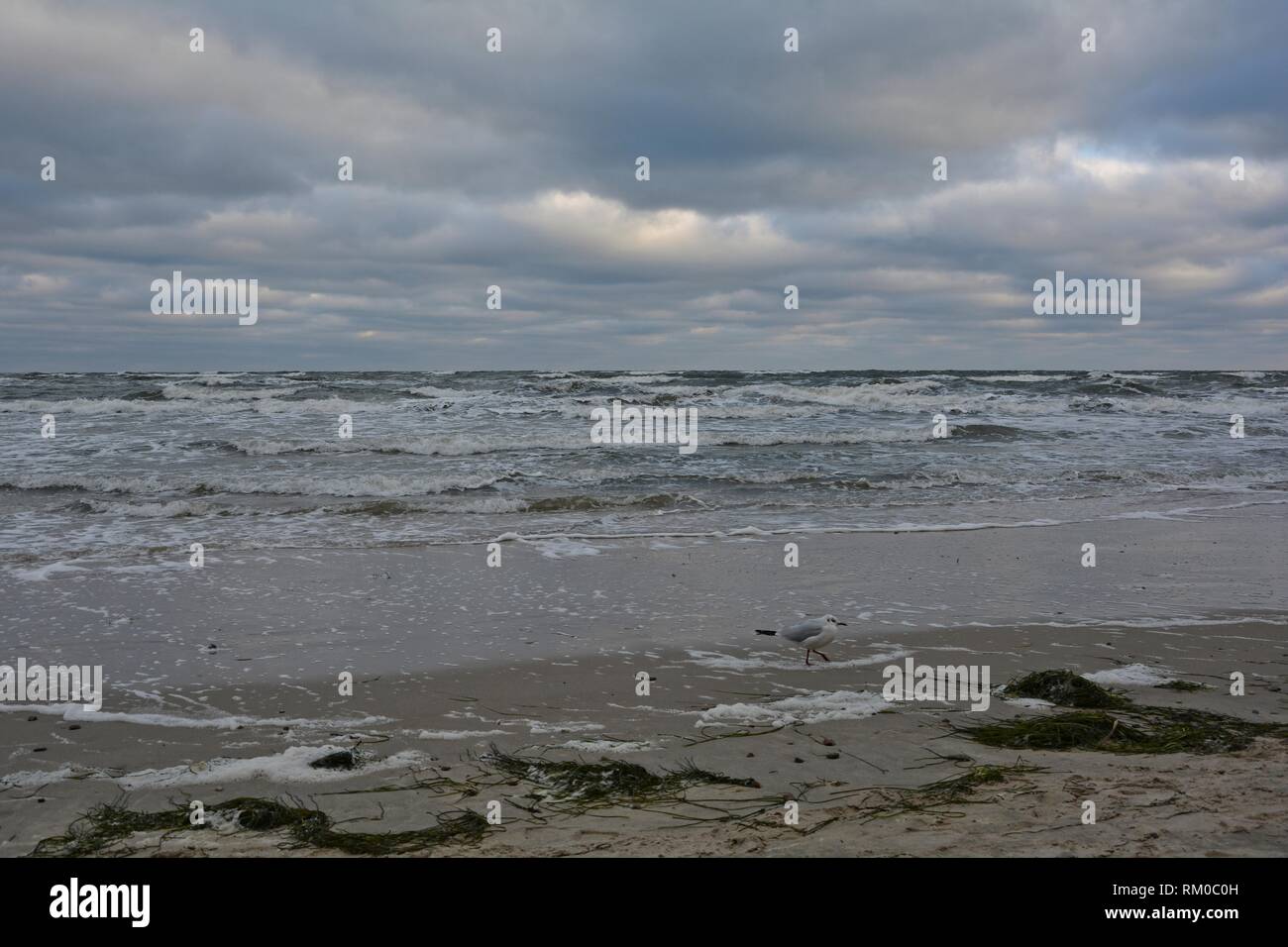 Seagull se trouve sur la plage de sable en face de la mer sur la côte de la mer Baltique, avec des pierres et du ciel Banque D'Images