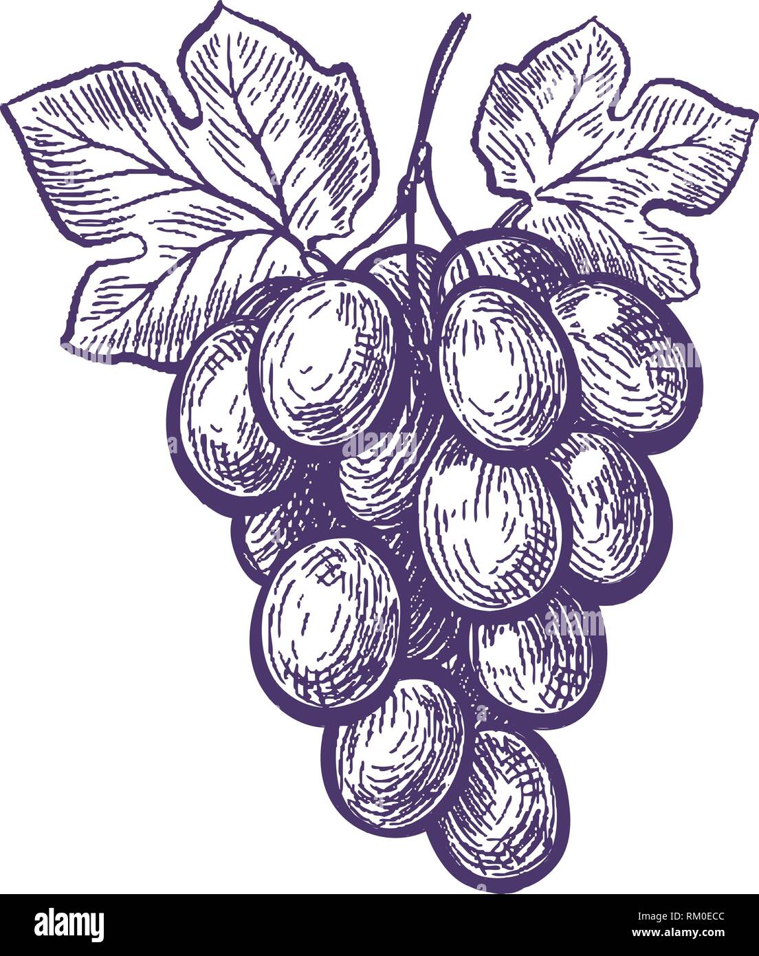 Dessinés à la main, grappe de raisins. Fruits, vigne, vin de croquis. Vintage vector illustration Illustration de Vecteur