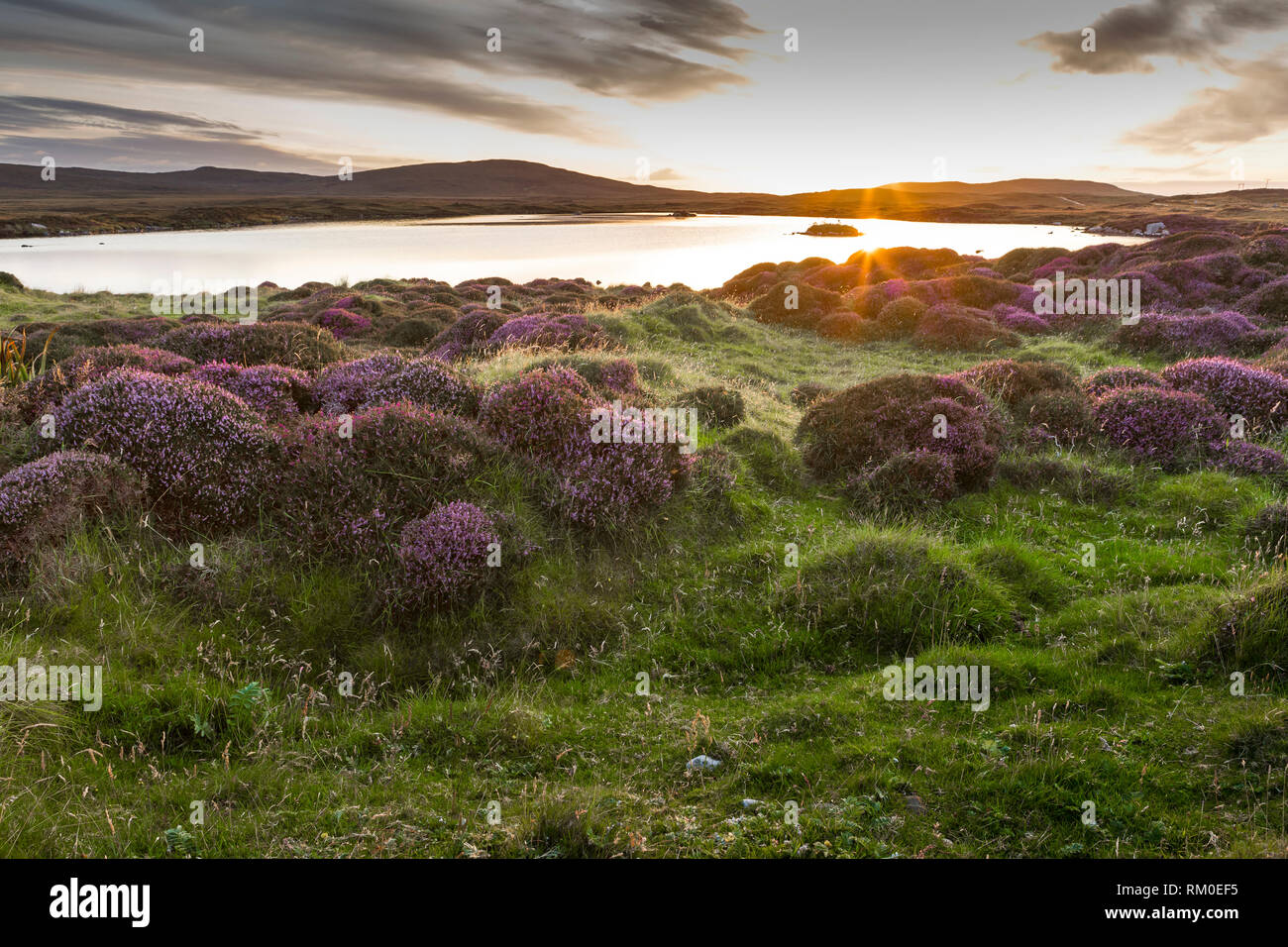 Belle île écossaise paysage avec Heather blossom au coucher du soleil Banque D'Images