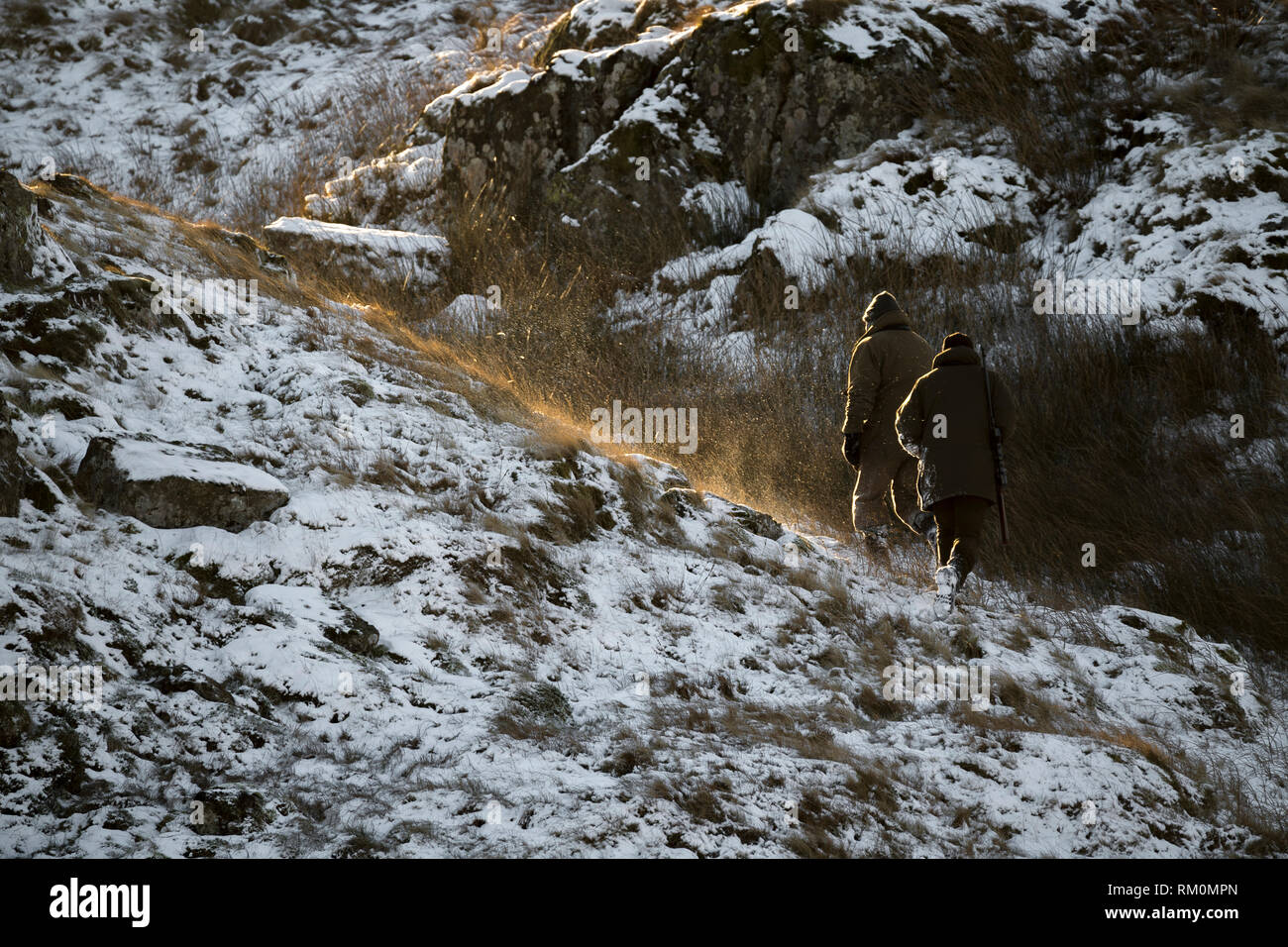 Chasse au cerf dans la neige Parc National de Lake District. Banque D'Images