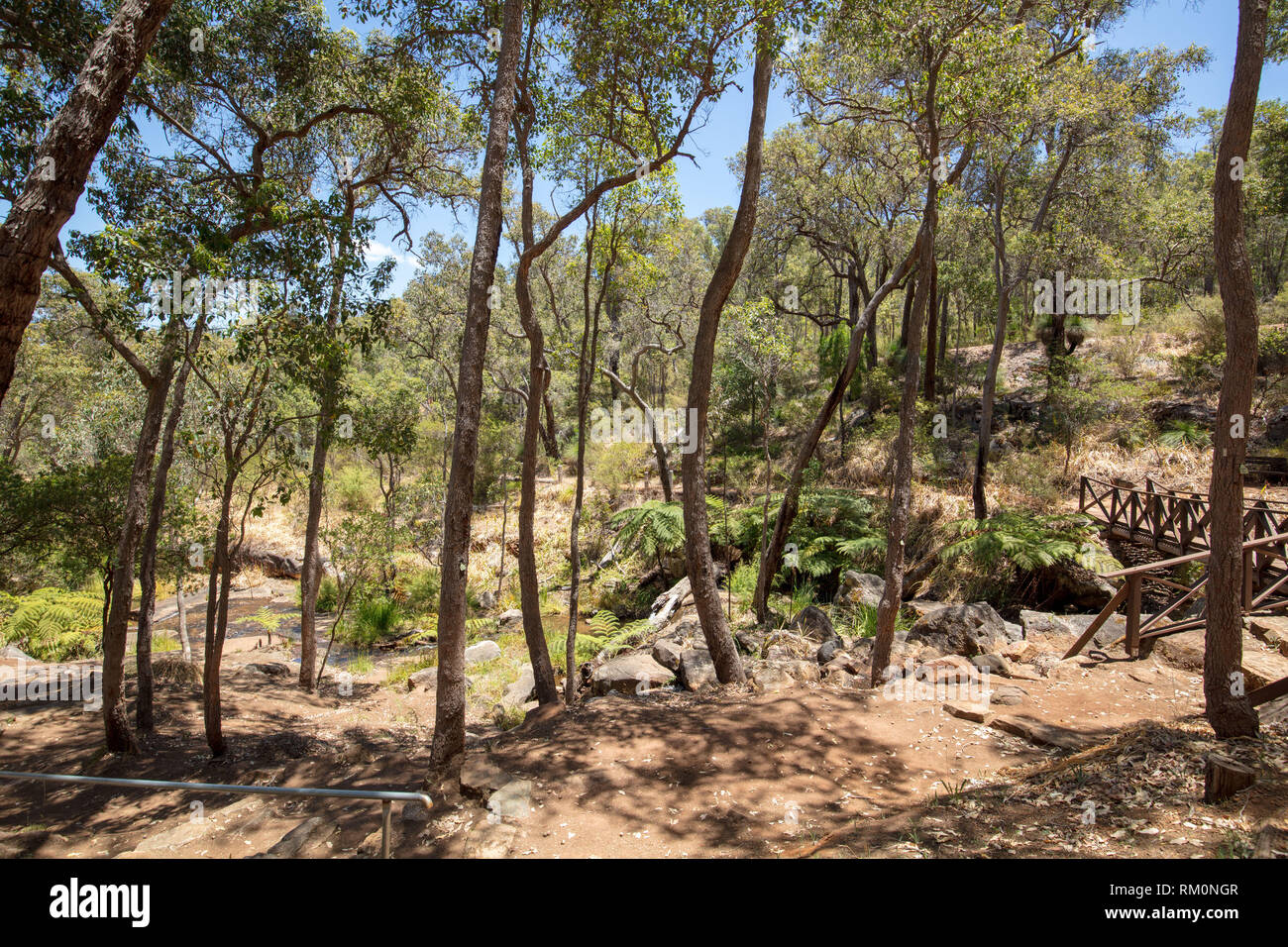 Bush Australien naturel avec des plantes, arbres et roches anciennes dans le parc botanique d'Araluen, près de Perth, Australie occidentale en été sur une journée chaude. Banque D'Images