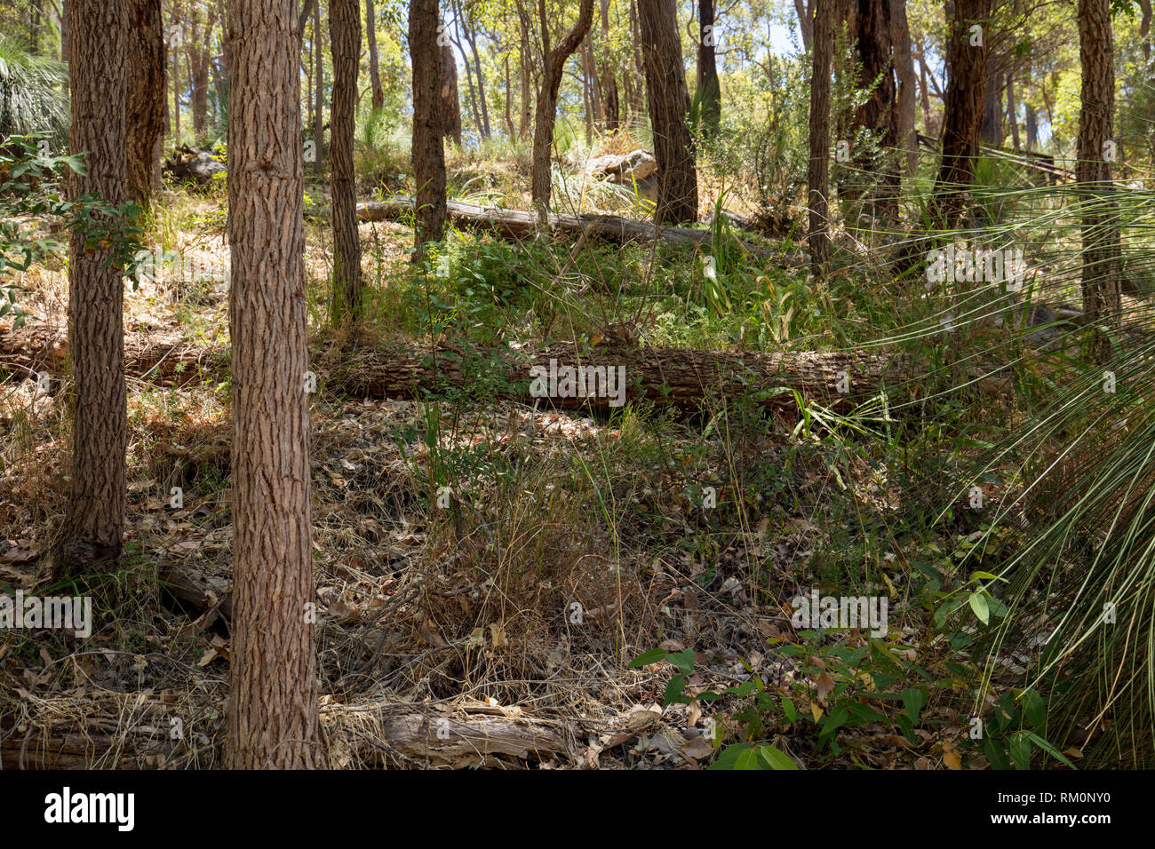 Bush Australien naturel avec des plantes, arbres et roches anciennes dans le parc botanique d'Araluen, près de Perth, Australie occidentale en été sur une journée chaude. Banque D'Images