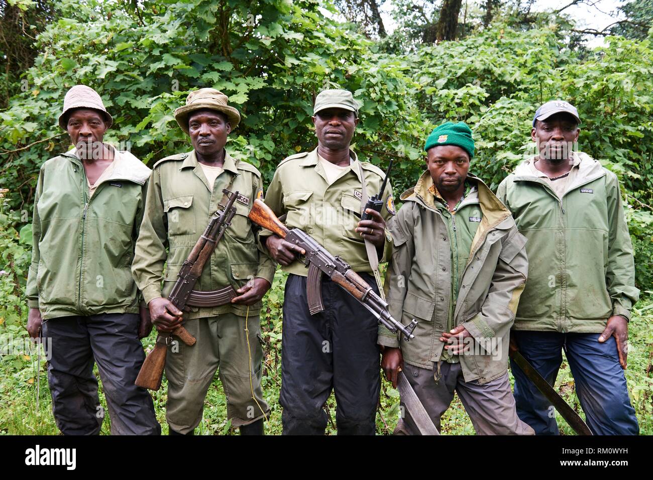 Équipe de guides, gardiens et trackers de gorille de montagne (Gorilla beringei beringei) au Parc National des Virunga, au Nord-Kivu, en République démocratique du Banque D'Images