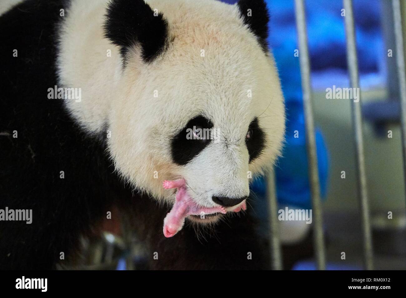Newborn Panda Banque D Image Et Photos Alamy Newborn Panda Banque D Image Et Photos Alamy