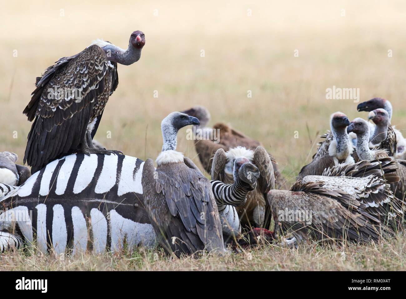 Agrion (Aepyoius / torgus micaceus) et vautour (Gypas africanus) se nourrissant d'une carcasse de zèbre. Les Masai Mara Banque D'Images