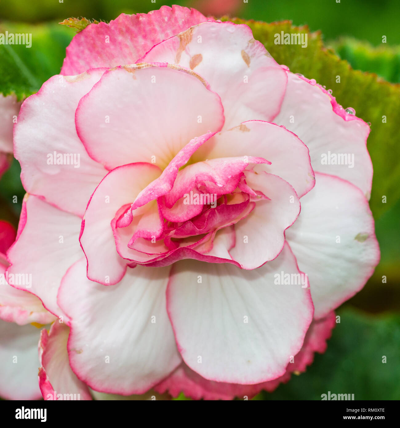 Un plan macro sur un bouton de rose bégonia fleur. Banque D'Images