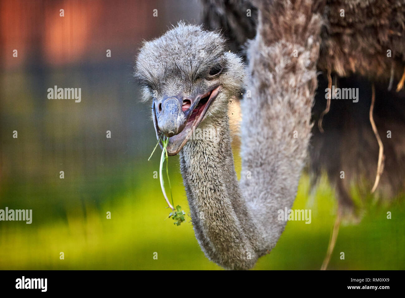Autruche (Struthio camelus) mange de l'herbe Banque D'Images