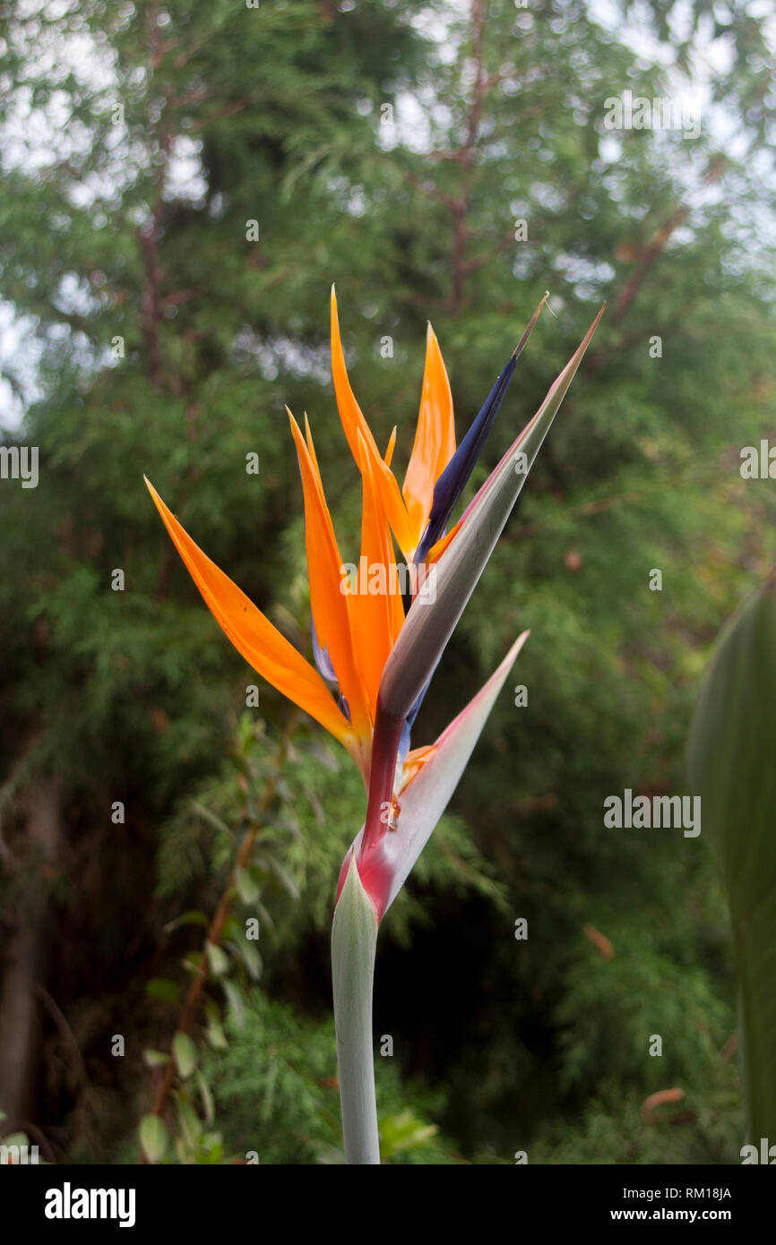 Strelitzia reginae, Ave del paraiso, Crane fleur, oiseau du paradis Banque D'Images