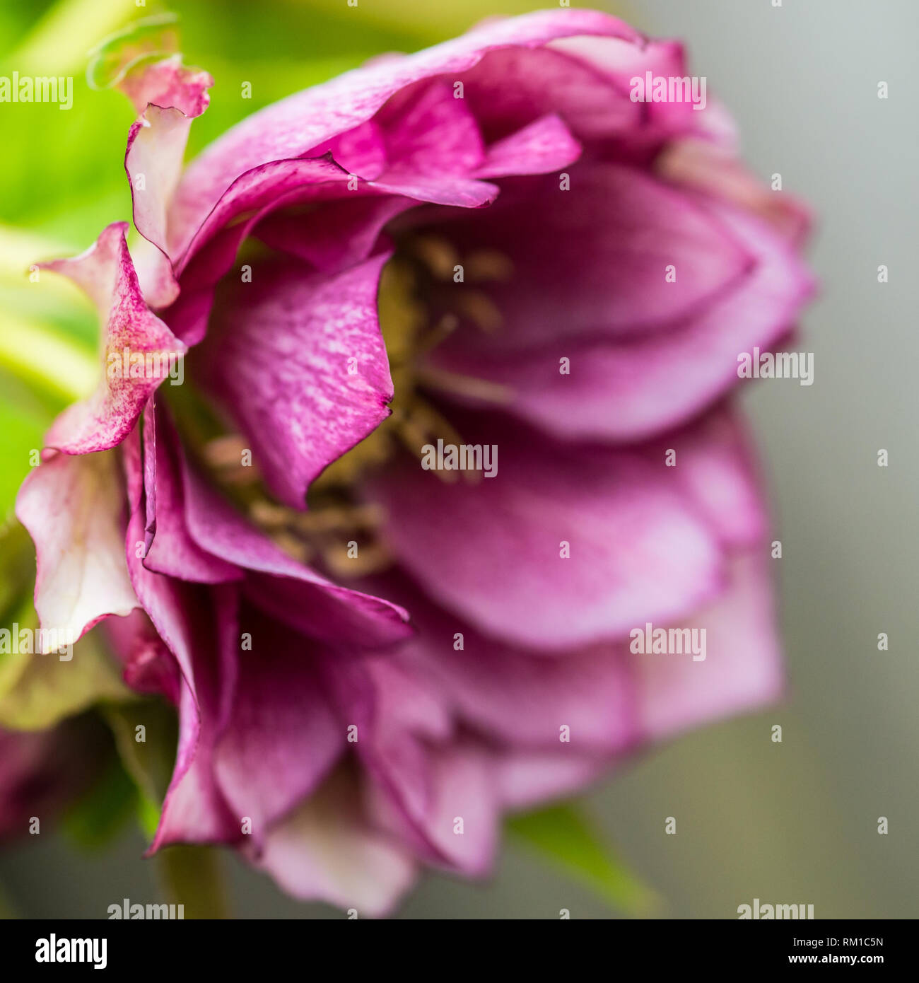 Un plan macro sur une double hellebore ellen bloom. Banque D'Images