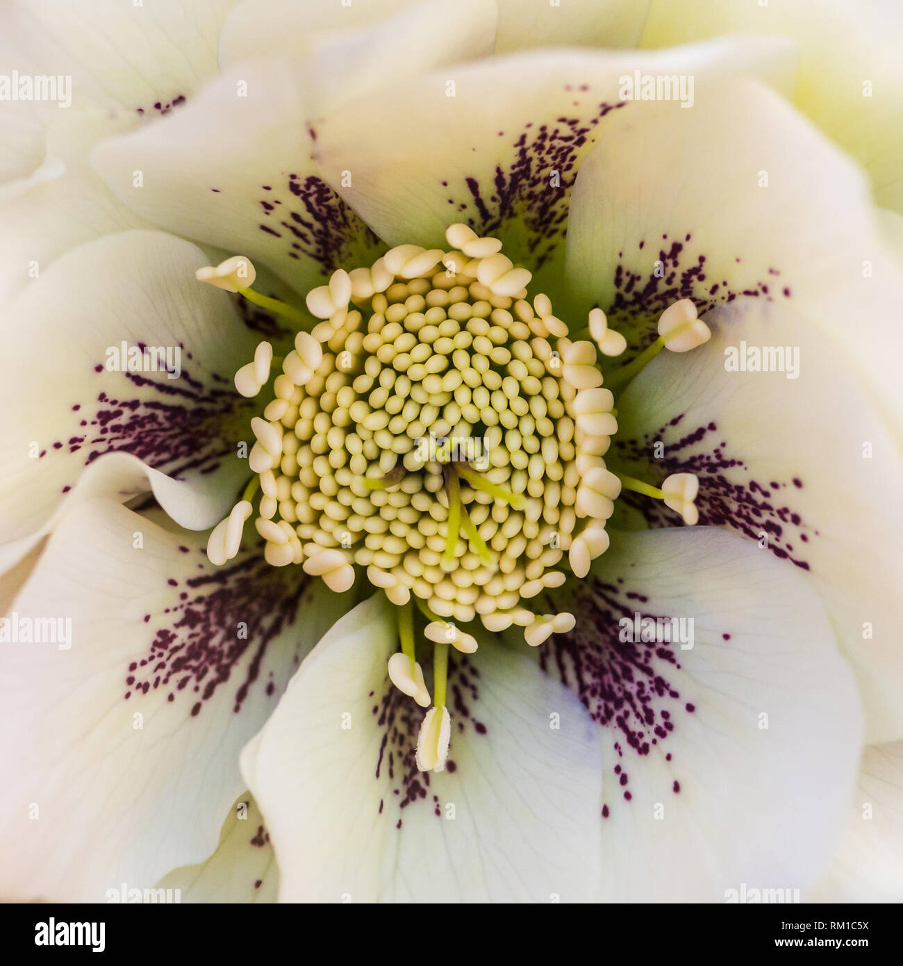 Un plan macro sur le centre d'une double fleur hellebore ellen. Banque D'Images
