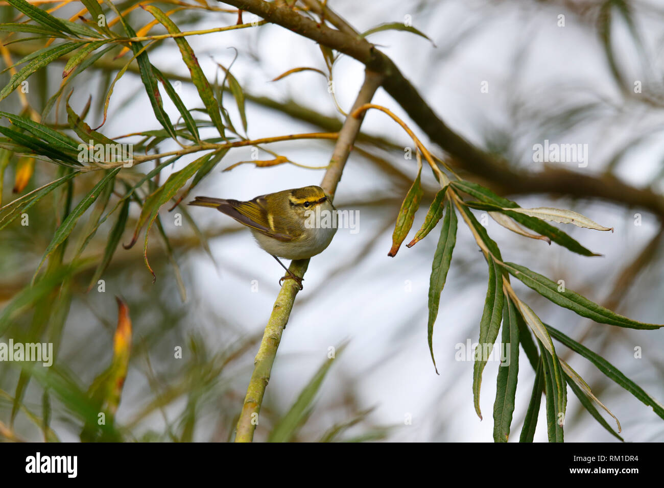 Pallas's Warbler Phylloscopus proregulus [feuille] - Donna Nook, Lincolnshire Banque D'Images