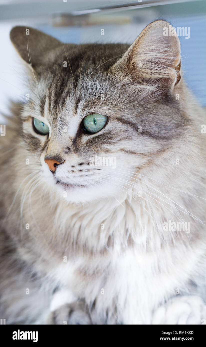 Chat Siberien Race Outdoor Hypoallergenique Animal Avec Les Yeux Verts Et Les Cheveux D Argent Photo Stock Alamy