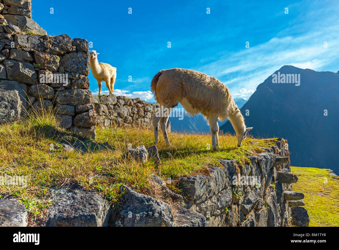 Deux animaux sur les lamas l'agriculture inca terrasses terrain rempli d'herbe dans le Machu Picchu, Cusco Province, au Pérou. Banque D'Images
