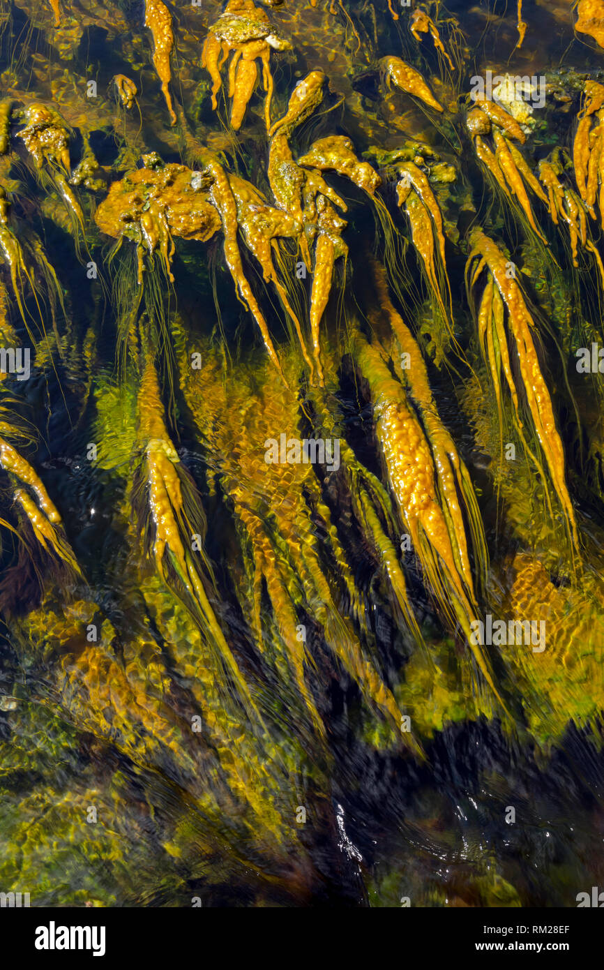 WY03467-00...WYOMING - Thermophlic archées et bactéries le run-off de plus en plus d'un hot springs Creek dans le Parc National de Yellowstone. Banque D'Images