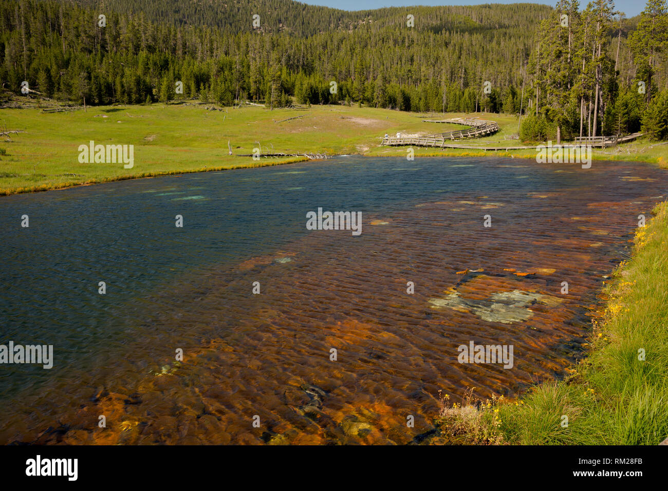 WY03469-00...WYOMING - Des algues poussant dans une source thermale dans le Parc National de Yellowstone. Banque D'Images