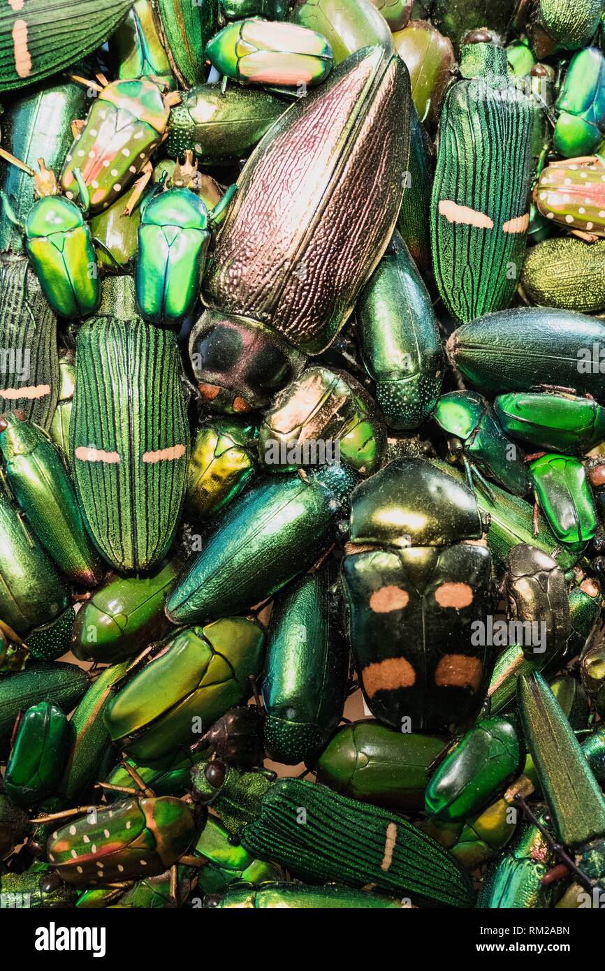 Close up of emerald opulent costume beetle exposition au Musée de Flandre, Cassel, France. Banque D'Images