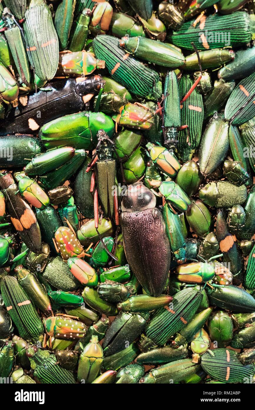 Détail de l'exposition de costumes bijoux scintillants comme les coléoptères verts dans le musée de Flandre, Cassel, France. Banque D'Images