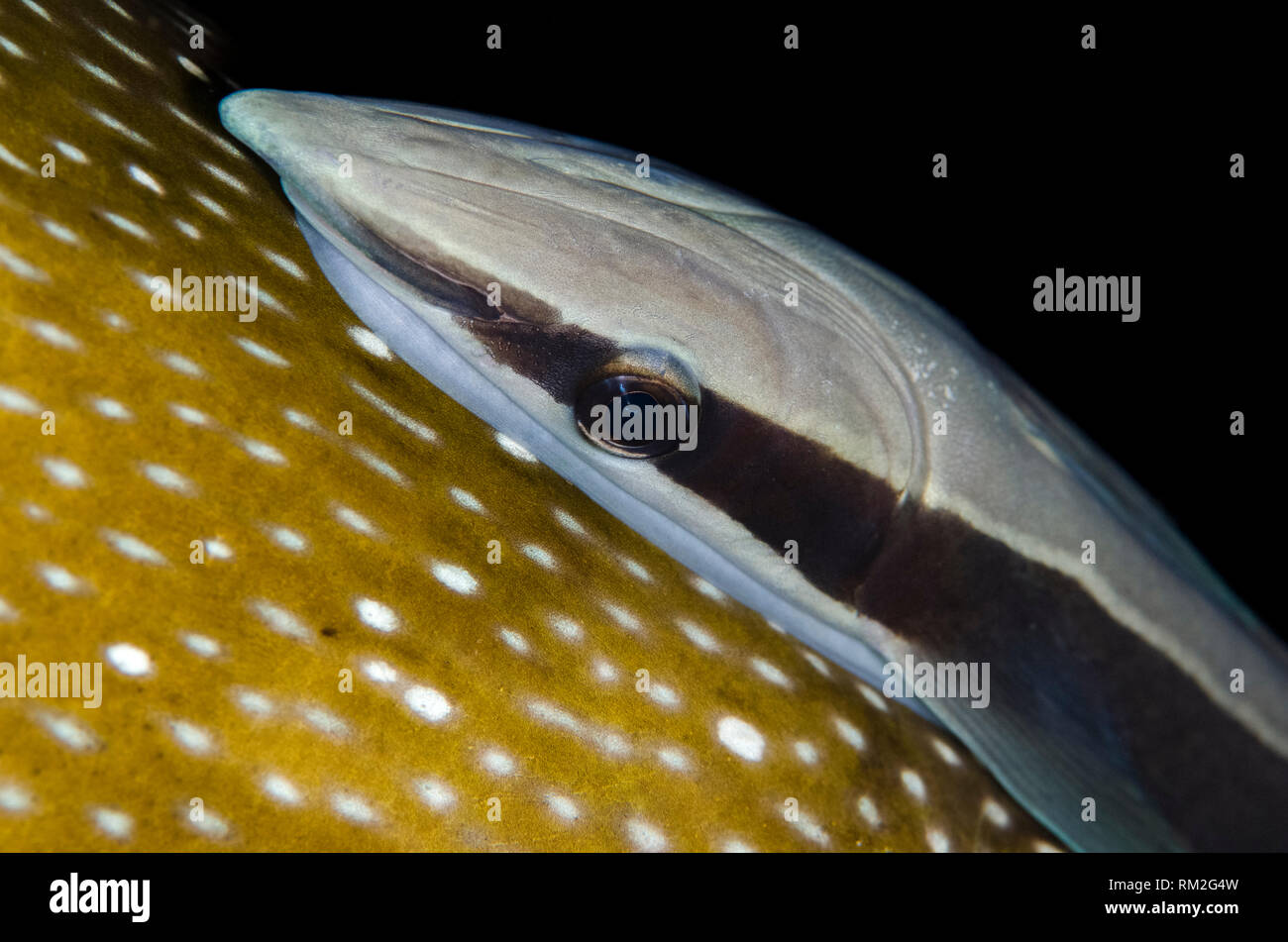 Suckerfish Echeneis naucrates, mince, sur la pompe à points bleus, Arothron caeruleopunctatus, Seraya House Reef Dive site, Seraya, Bali, Indonésie, Indi Banque D'Images