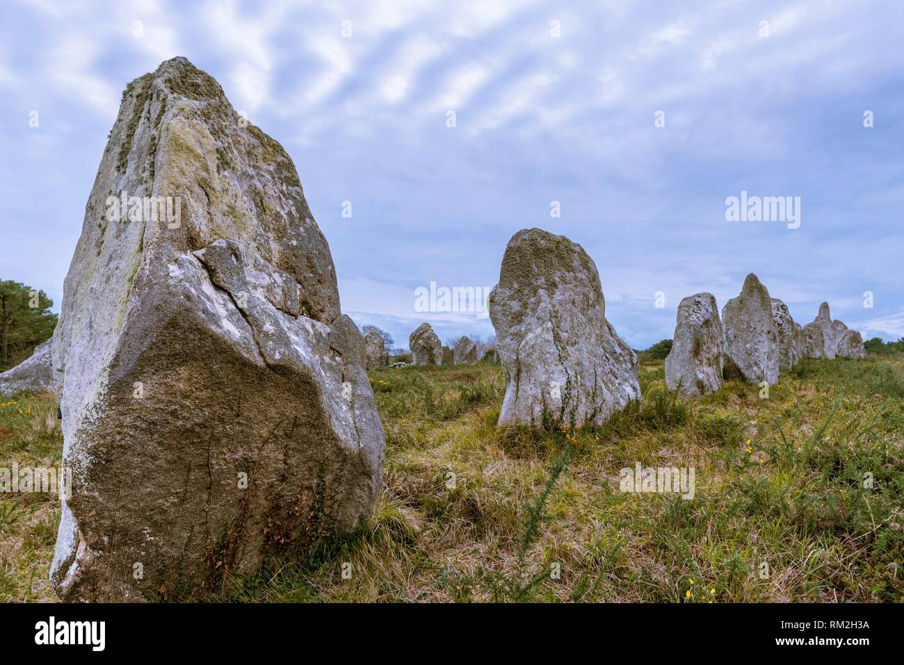 L'alignement de Kermario, site mégalithique de Carnac, Morbihan, Bretagne, France, Europe. Banque D'Images
