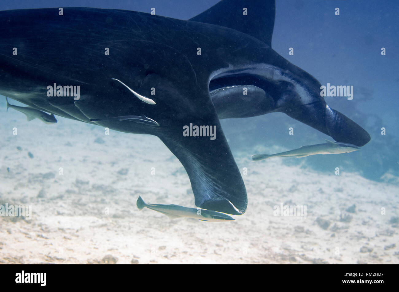 Reef Raie Manta, Manta alfredi, de sveltes Suckerfish (Echeneis naucrates) par des lobes céphaliques, Sandy Manta Dive site, près de l'Île Arborek Dampier, Str Banque D'Images