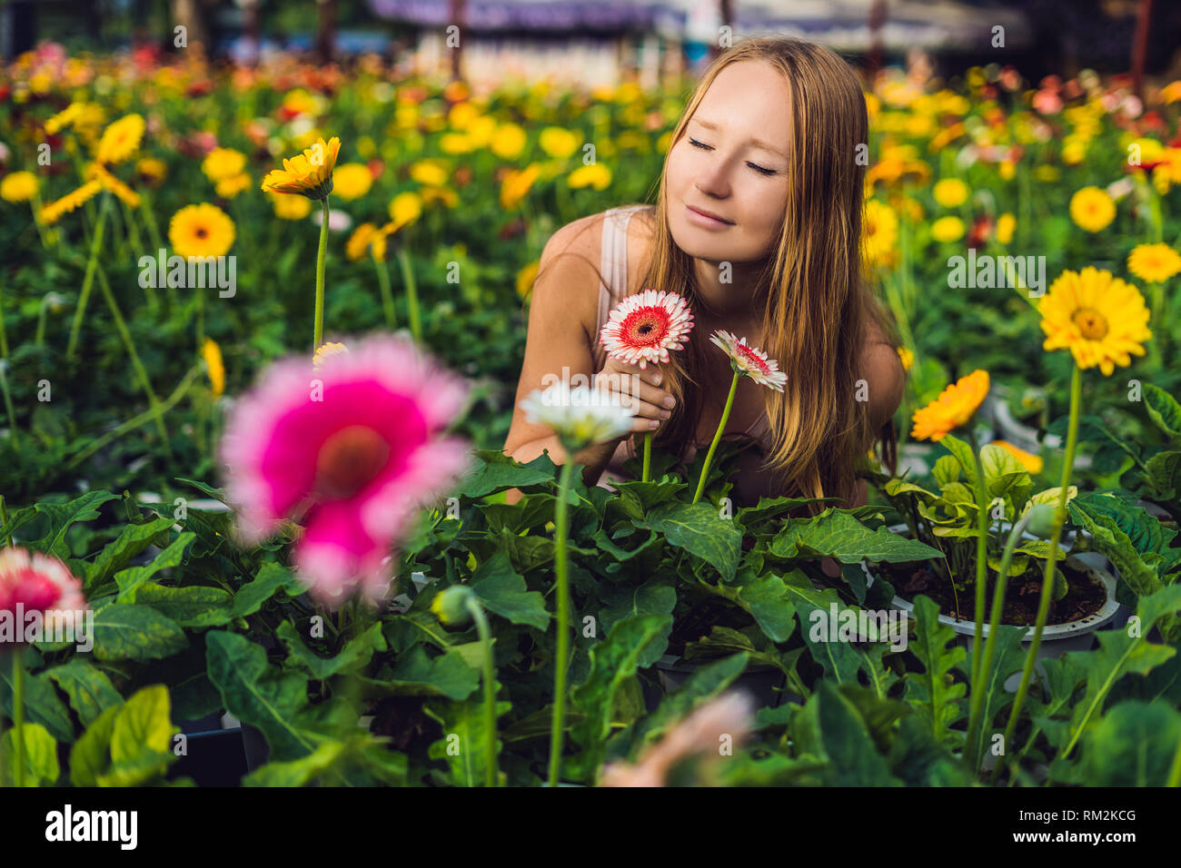 Une jeune femme à un gerbera ferme. Culture de fleurs en serre. Une serre avec gerbers. Daisy flowers plants in greenhouse Banque D'Images