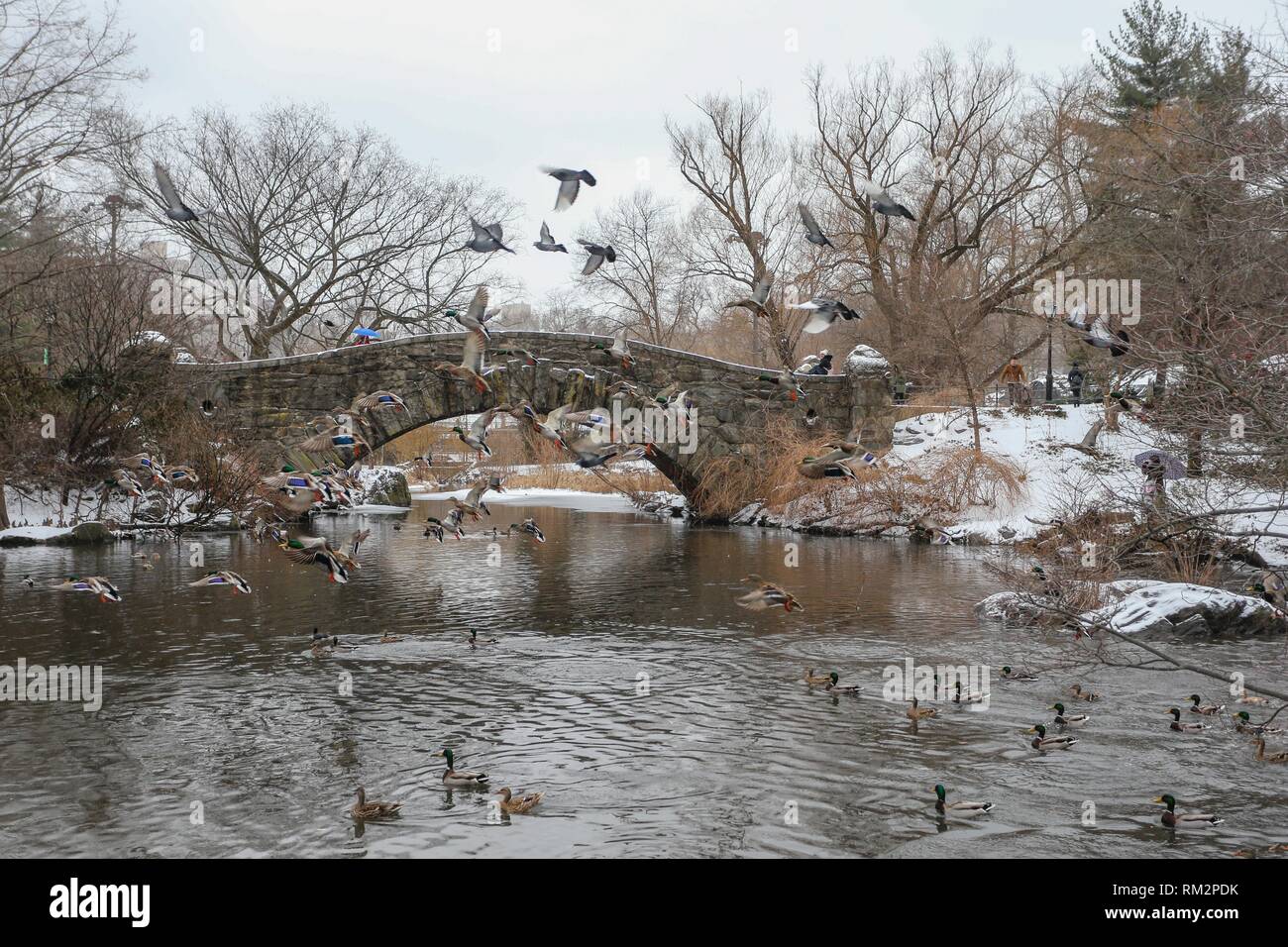 Les oiseaux sont vus en vol au-dessus d'un lac pas Central Park à New York United States nesta mercredi, 12. (PHOTO : WILLIAM VOLCOV/BRÉSIL PHOTO PRESSE) Banque D'Images