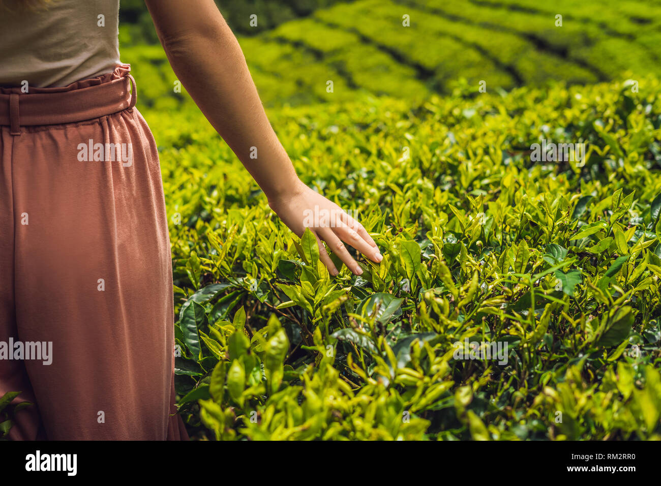 Tourisme des femmes dans une plantation de thé. Sélectionné naturel, de feuilles de thé fraîches dans la ferme de thé en Cameron Highlands, Malaisie. Concept d'Écotourisme Banque D'Images