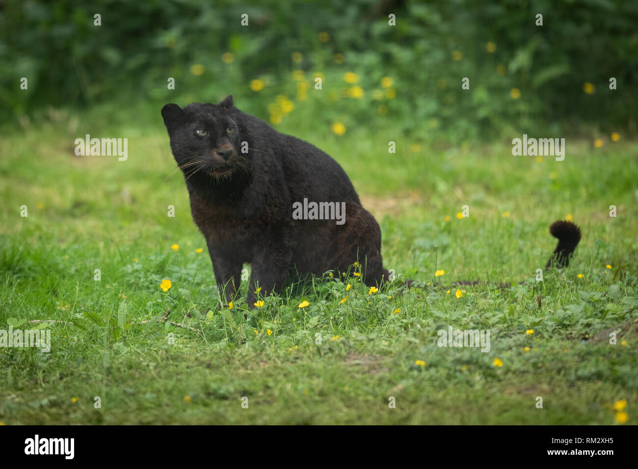 Black Panther dans la jungle Banque D'Images