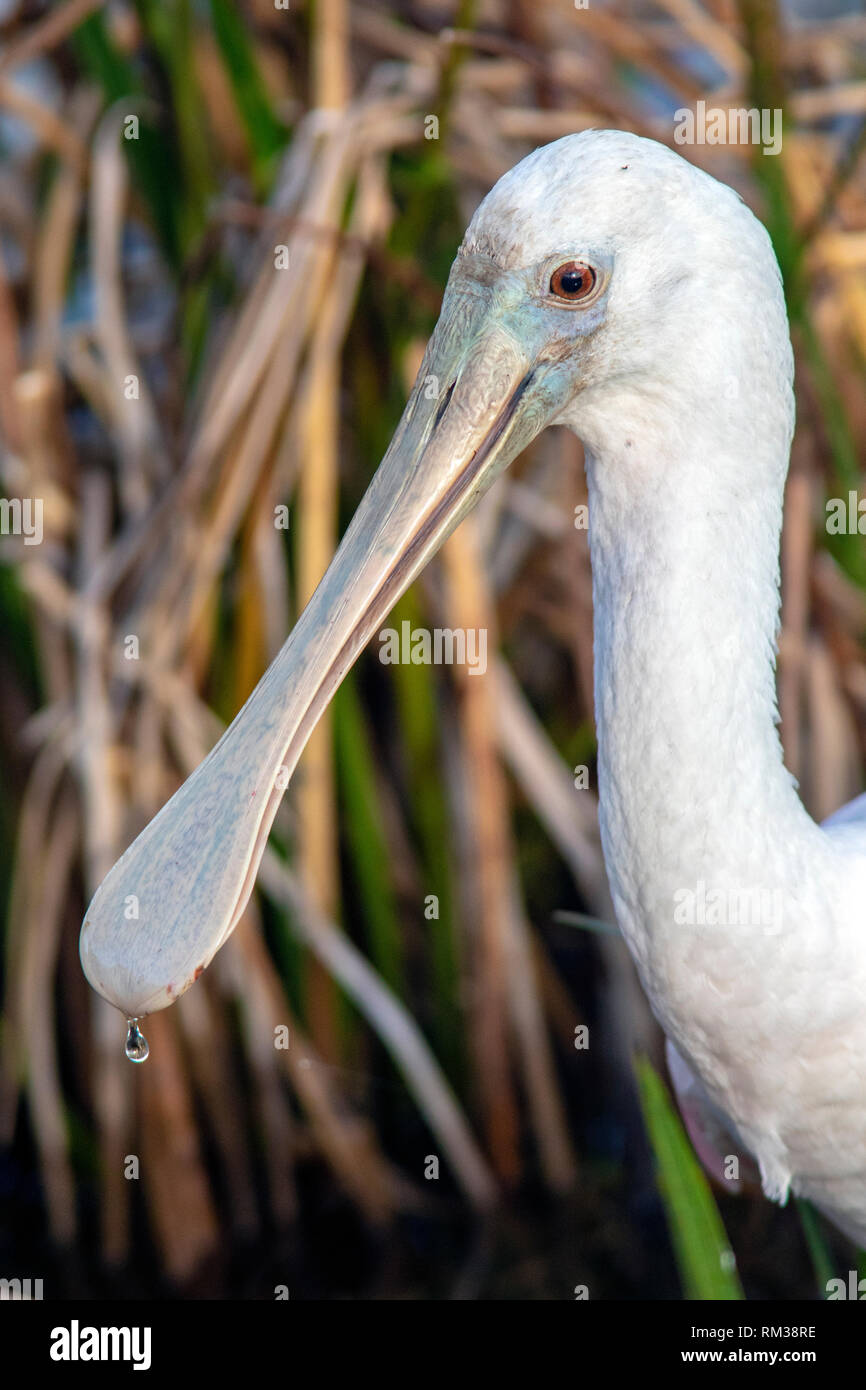 Close-up of Juvenile Roseate Spoonbill (Platalea ajaja) à Green Cay Les zones humides, Boynton Beach, Floride USA Banque D'Images