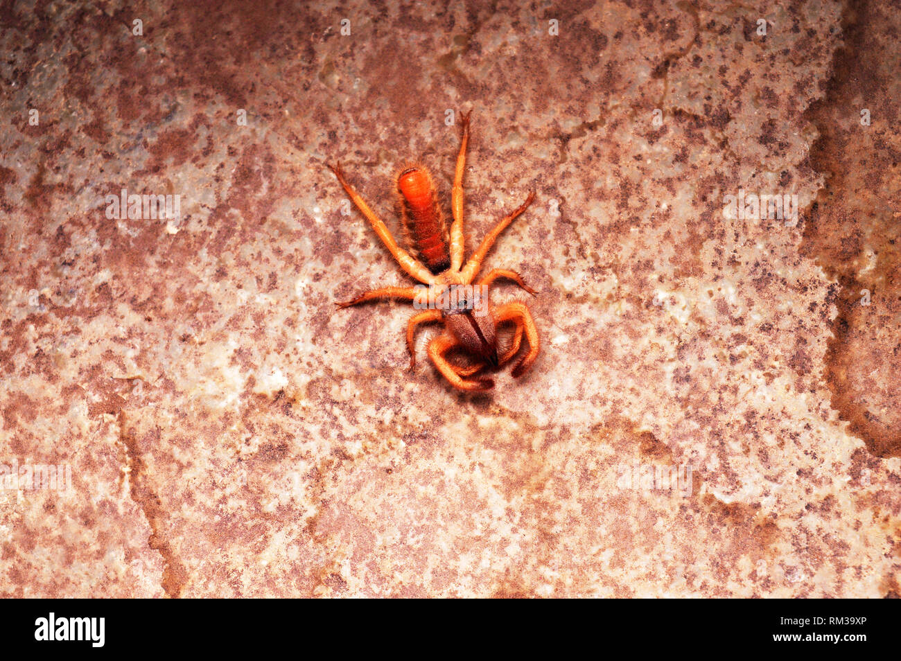 Ordre Solifugae, sun spider, Satara, Maharashtra, Inde Banque D'Images