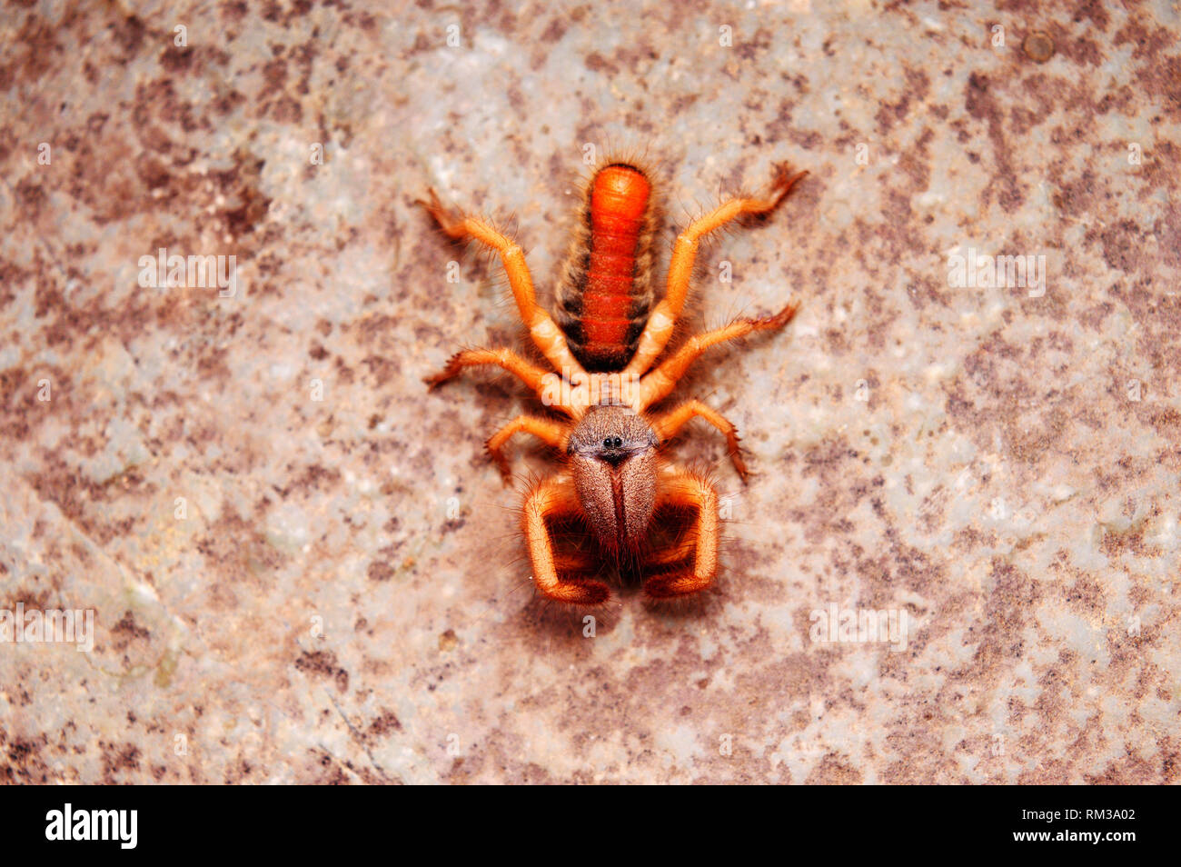 Ordre Solifugae, sun spider, Satara, Maharashtra, Inde Banque D'Images