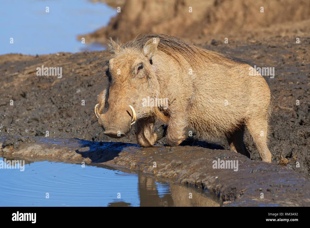 Phacochère commun (Phacochoerus africanus), à genoux, adultes de boire à un point d'alerte, le Parc National de Addo, Eastern Cape, Afrique du Sud, l'Afrique Banque D'Images