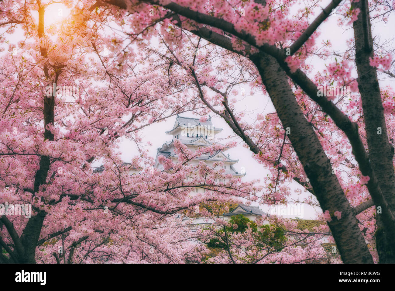 Le Japon paysage en fleur de cerisier printemps. Château de Himeji avec de beaux cerisiers en fleurs à Osaka, Japon, près de Hyogo. Banque D'Images