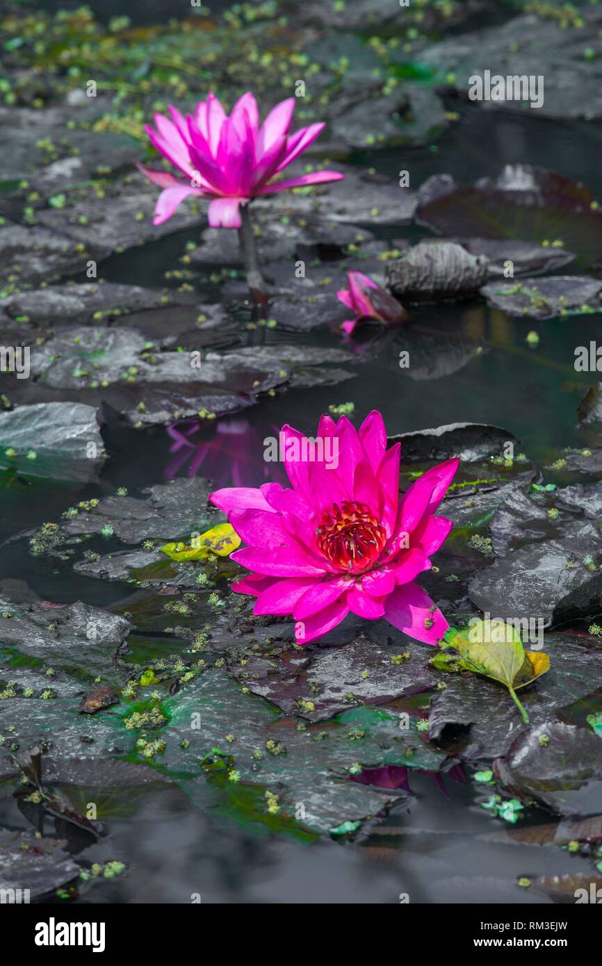National flower of bangladesh Banque de photographies et d’images à