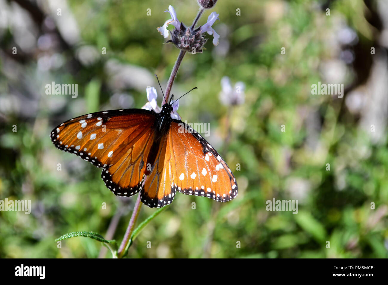 Papillon Danaus gilippus (Queen) de votre visite (Salvia spp.) dans la Quinta, Californie, USA Banque D'Images