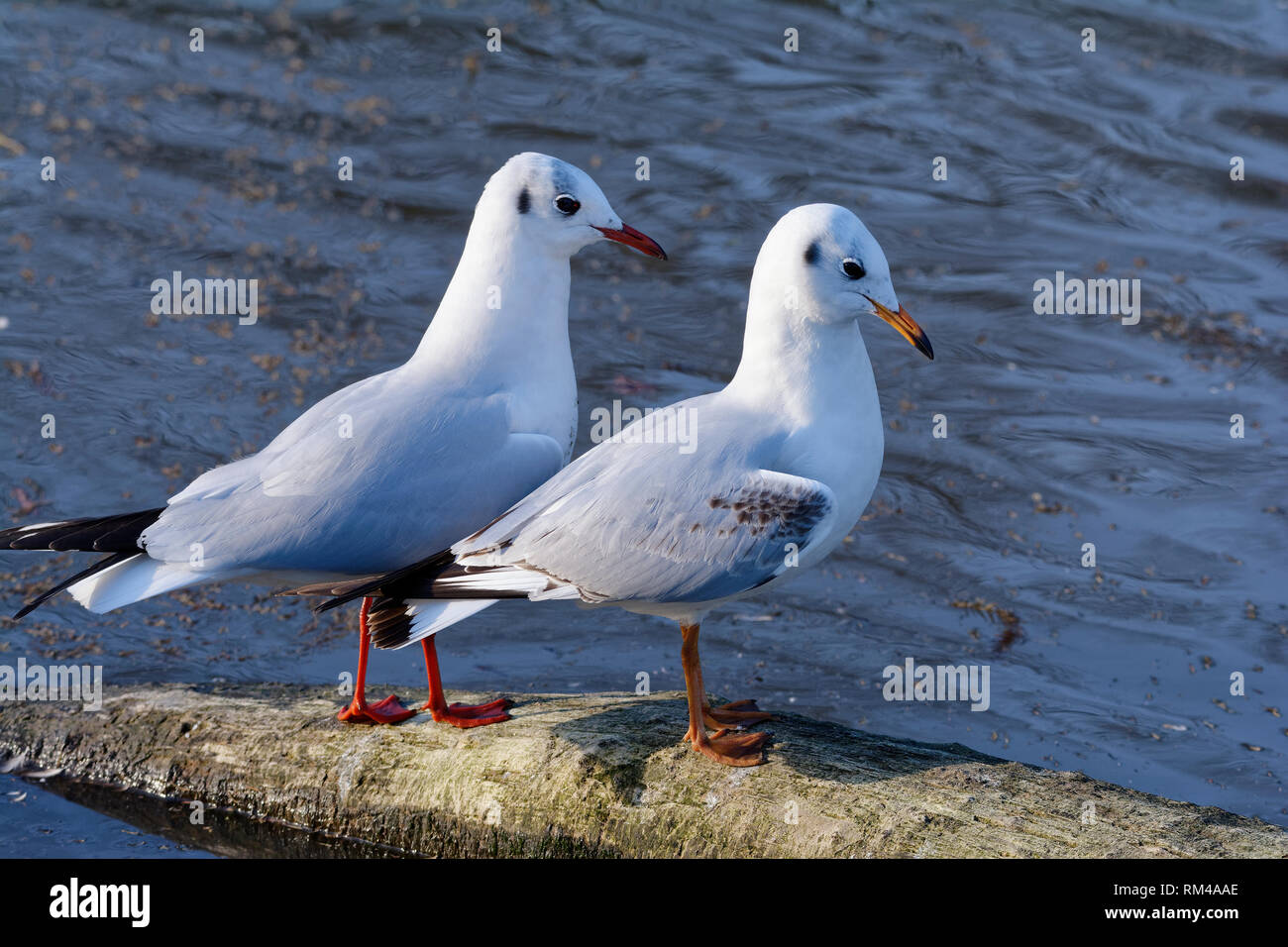Goéland argenté - Larus ridibundus Black-Headed & Adultes premier oiseau d'hiver Banque D'Images