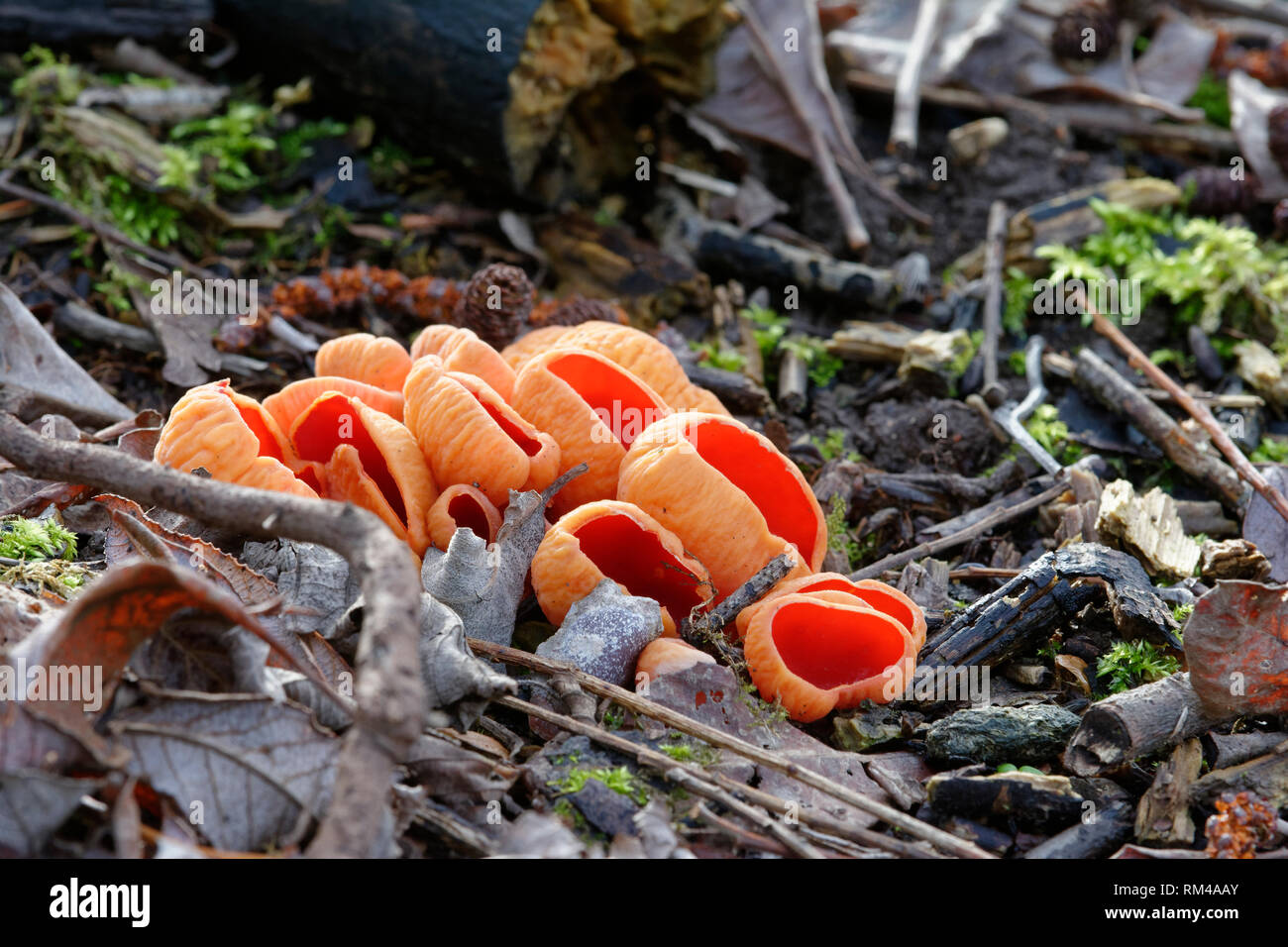 Elf écarlate Sarcoscypha austriaca tasse champignons - champignons forestiers d'hiver Banque D'Images