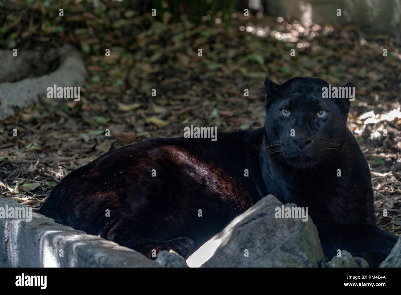 Jaguar Animal Aggressive Banque D Image Et Photos Alamy
