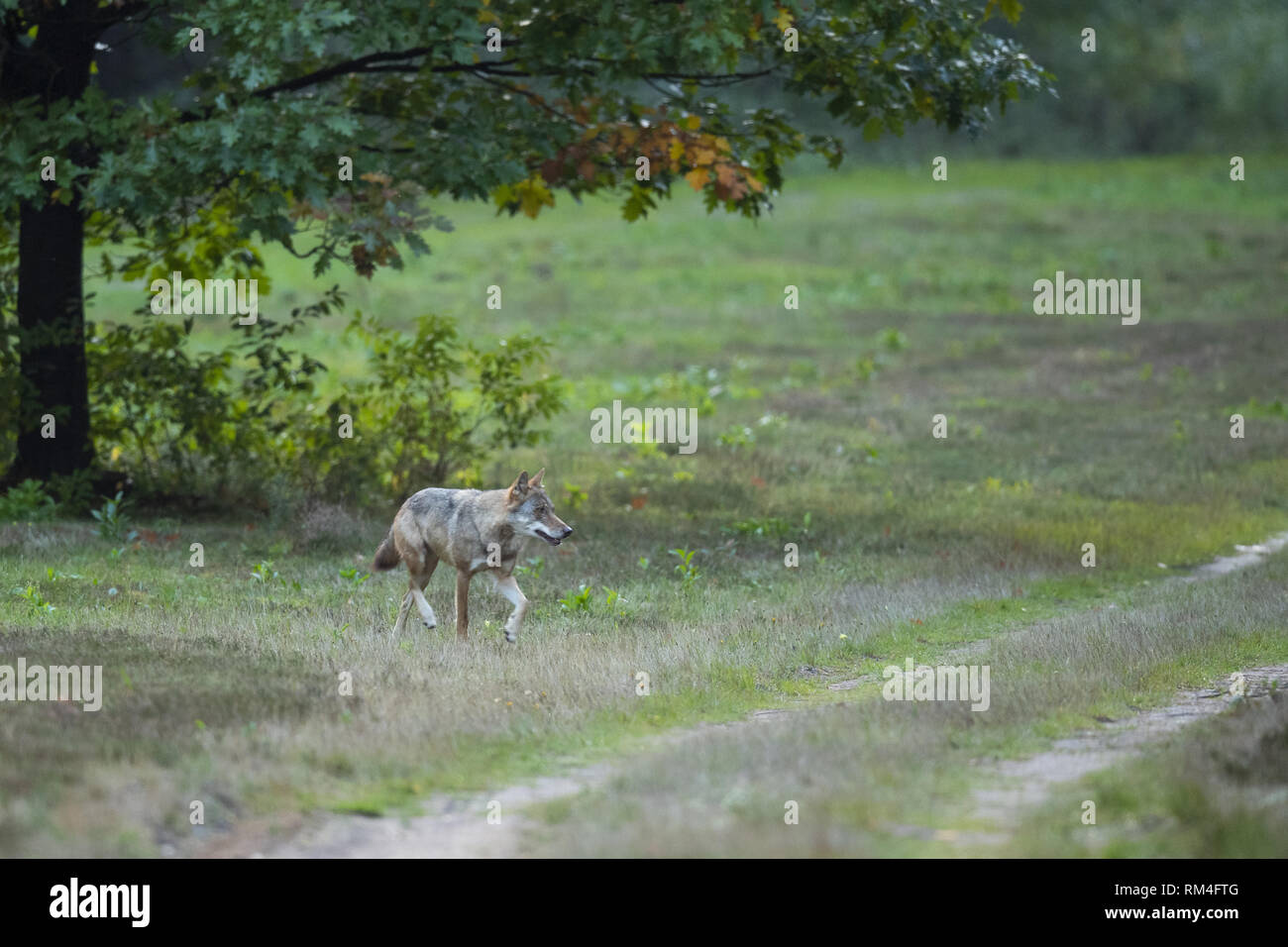 Wolf (Canis lupus) sur un chemin de terre, soegel, Basse-Saxe, Allemagne Banque D'Images