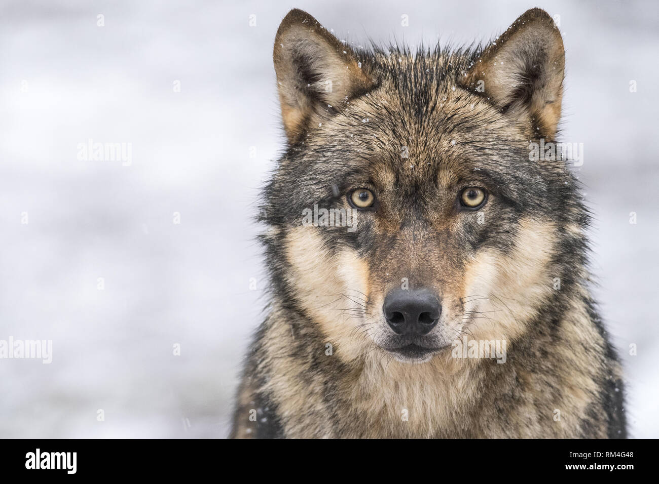 Wolf (Canis lupus) en hiver, Neuhaus, Basse-Saxe, Allemagne Banque D'Images