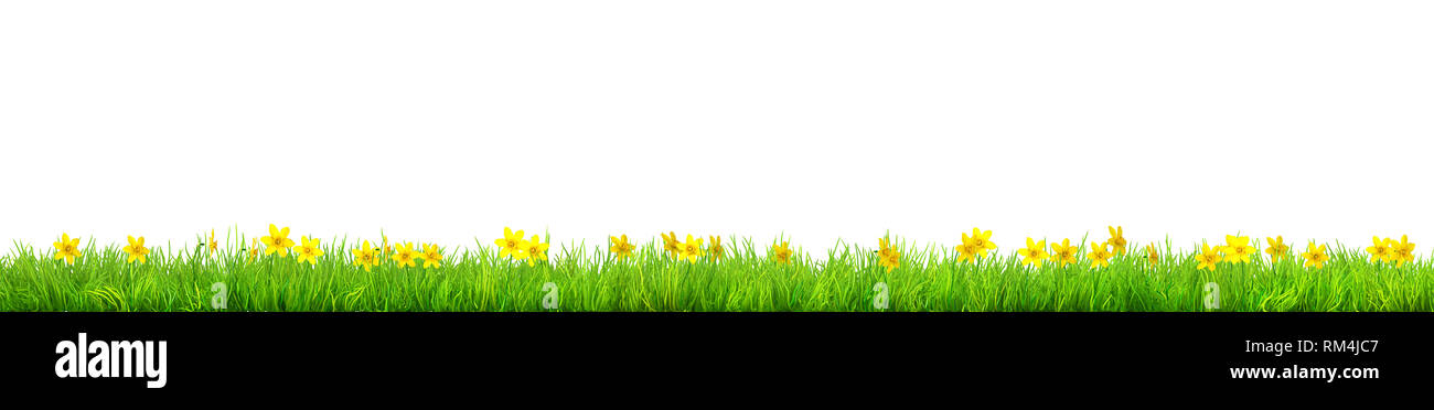 Printemps fleurs narcisse et Green grass isolated Banque D'Images