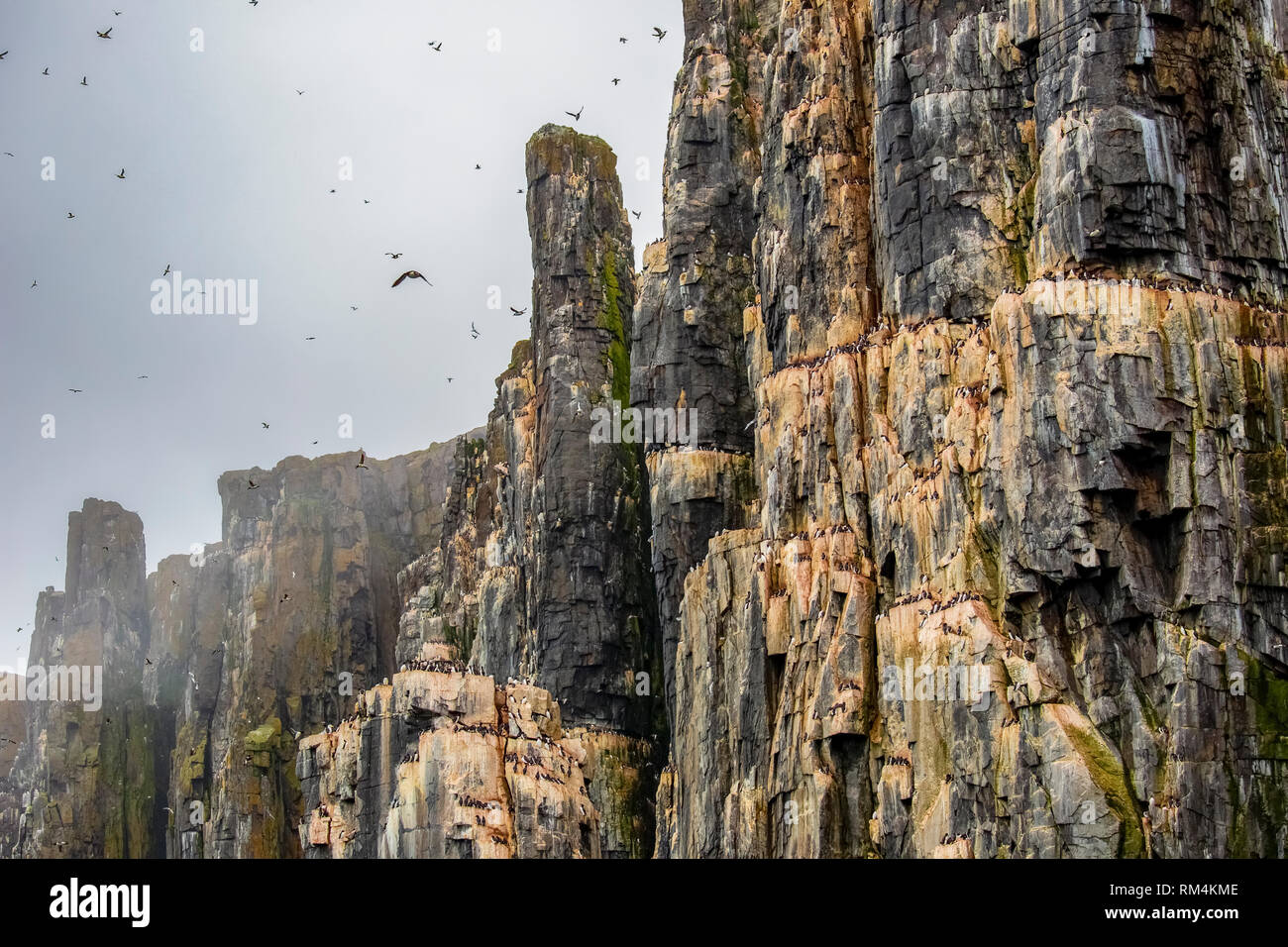 Alkefjellet est un Lomfjordhalvøya Ny-Friesland en falaise en à Spitsbergen, Svalbard, Norvège. Alkefjellet est un oiseau falaise orientée vers le détroit d'Hinlopen Banque D'Images Alkefjellet est un Lomfjordhalvøya Ny-Friesland en falaise en à Spitsbergen, Svalbard, Norvège. Alkefjellet est un oiseau falaise orientée vers le détroit d'Hinlopen Banque D'Images