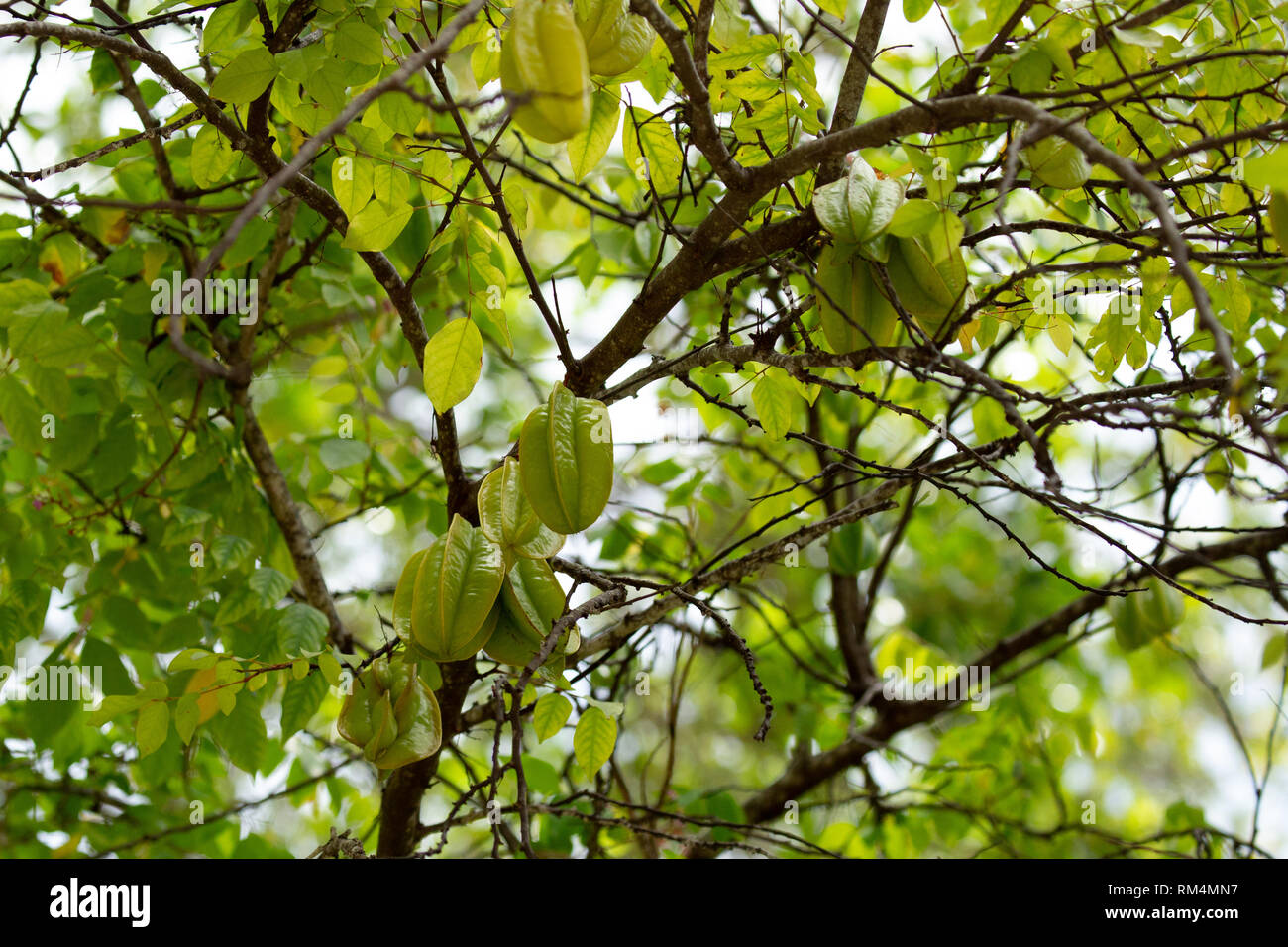 arbre-fruitier-carambole-banque-de-photographies-et-d-images-haute