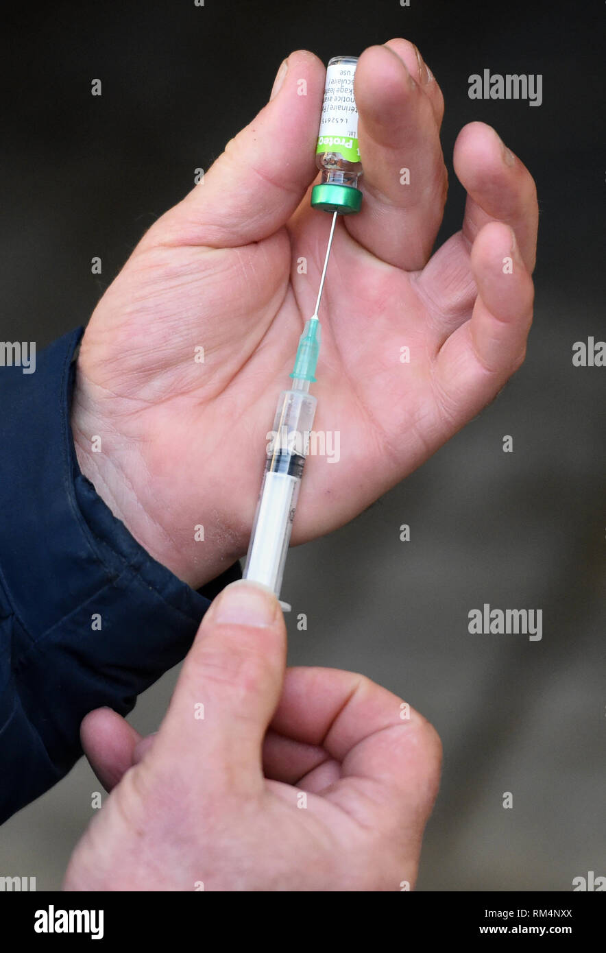 Un rappel de vaccination contre la grippe équine est appelée à l'aide d'une seringue au chantier de formateur Philip 'Charlie' McBride à Newmarket. Banque D'Images