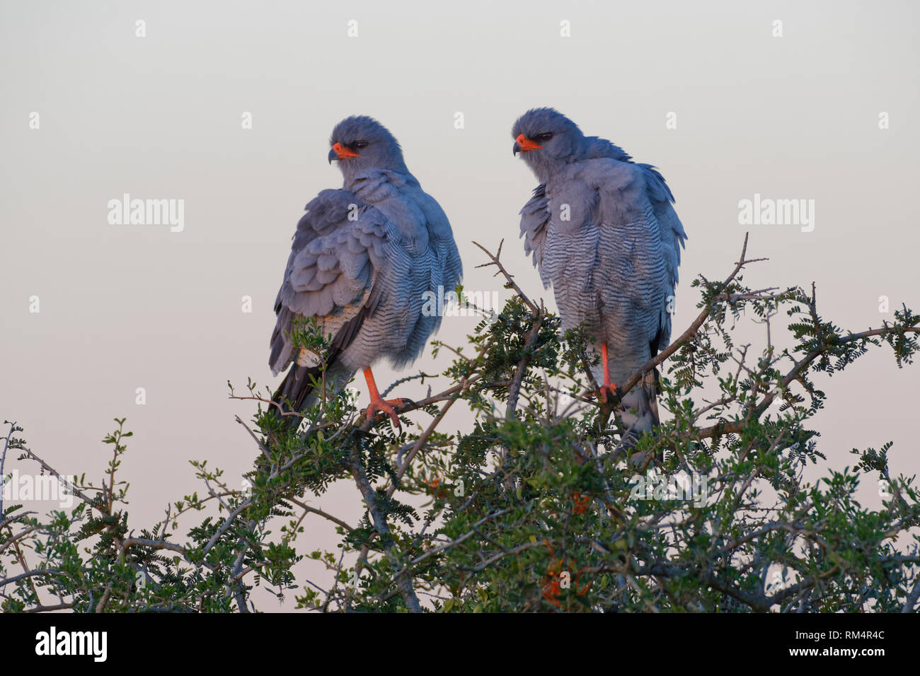 Palombes psalmodiant pâle (Melierax canorus),deux adultes sur le haut d'un arbre, à la recherche de proies à la nuit tombée, le Parc National de Addo, Eastern Cape, Afrique du Sud Banque D'Images